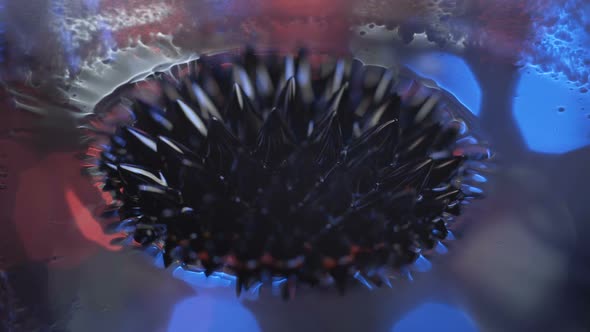 Ferrofluid Colors and Fantastic Shapes