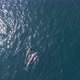 Swimming Dolphins - VideoHive Item for Sale