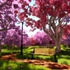 Park Bench Under the Pink Sakura - VideoHive Item for Sale