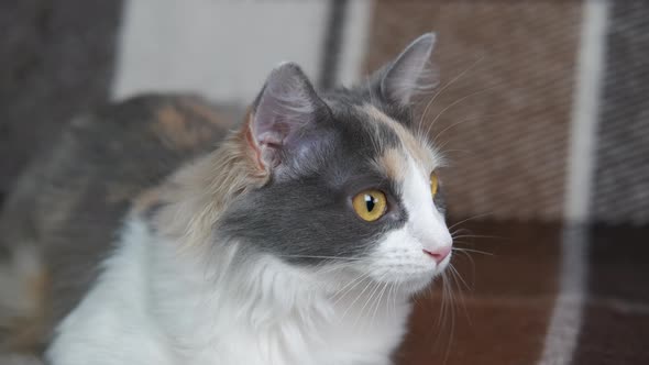 Alone Cat at the House alt