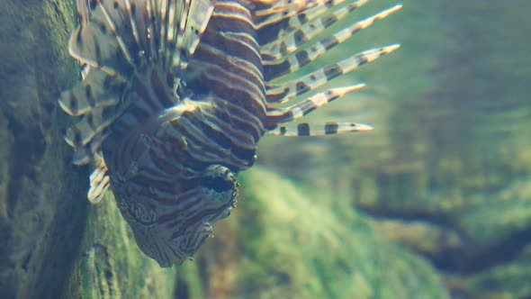 Vertical Video 15Sec. Red Lionfish or Pterois Volitans. Venomous Coral Reef Fish. alt
