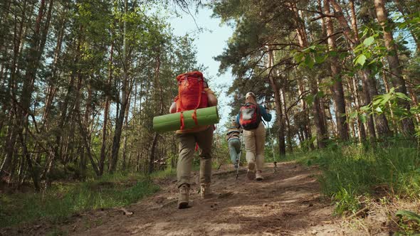 A Family of Hikers Climbs the Mountain in a Pine Forest alt