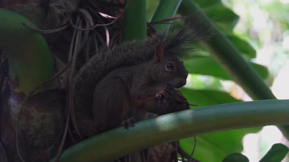 Brazilian Squirrel Sciurus Aestuans Eating in Natural Habitat