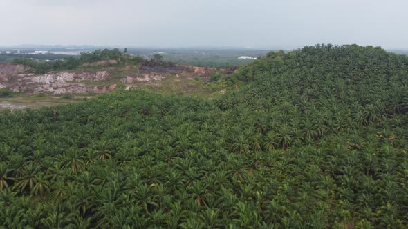 Aerial view green oil palm plantation alt