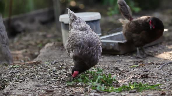 Two gray dominant chicken. Side view. Farm chickens looking for food