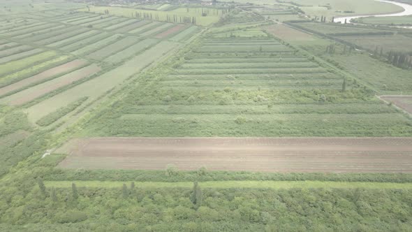Aerial drone view flight over different agricultural fields sown in Samegrelo, Georgia alt