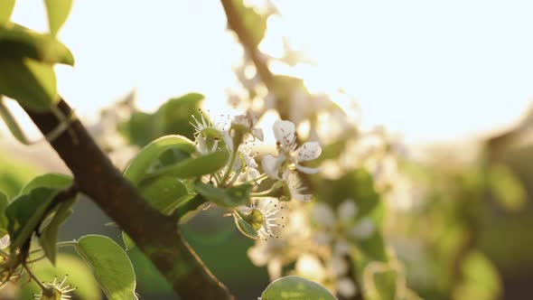 Blooming Gardens Flowering of Fruitful Plant Apple Pear Plum Apricot