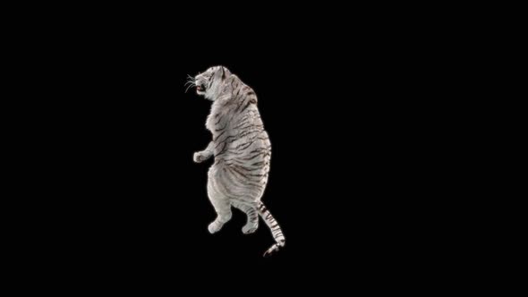 67 White Tiger Dancing HD alt