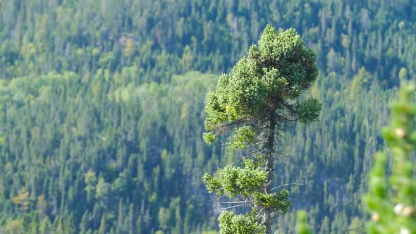 Tall Lonely Tree Waving In The Wind With Dense Green Forest In The Background alt