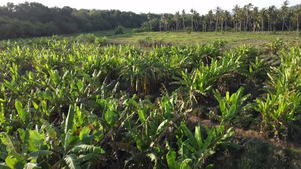 Banana tree with coconut tree in evening alt