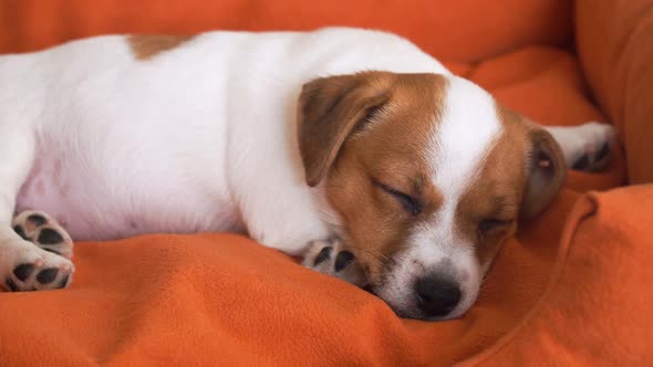 Cute Puppy Sleeping in a Couch alt