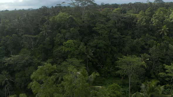 Aerial Shot Flying Over Tropical Tree Canopies and Tilting Downward Towards Thick Tropical alt