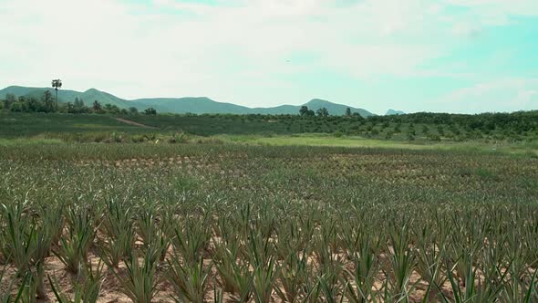Pineapple PlantationsPineapple FieldPineapple FarmShot on Sony A6500 with Metabone Speedbooster alt
