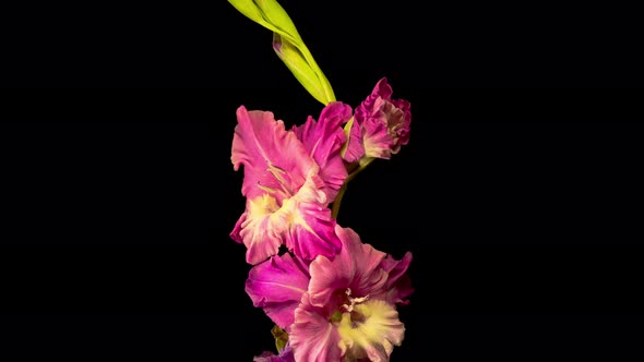 Time Lapse of Opening Purple Gladiolus Flower alt
