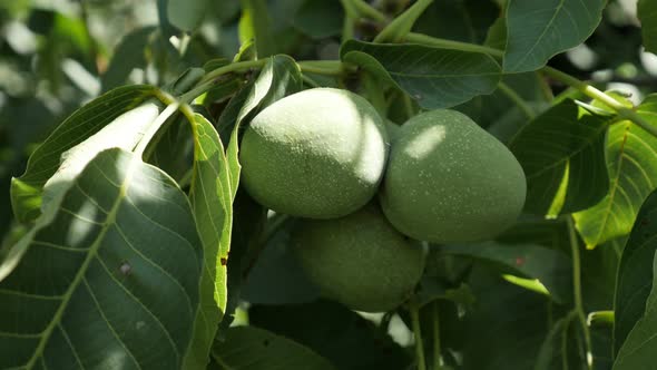 Green Juglans seeds shallow DOF 4K 2160p 30fps UltraHD footage - Close-up of walnut tree branches wi alt