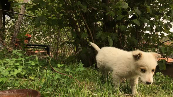 Slow motion of white little  dog outdoor scene 1920X1080 HD footage - Close-up of cute puppy while d alt