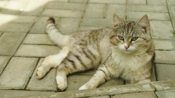 Close-up of a gray tabby cat licking his fur lying on the sidewalk. A beautiful gray cat alt