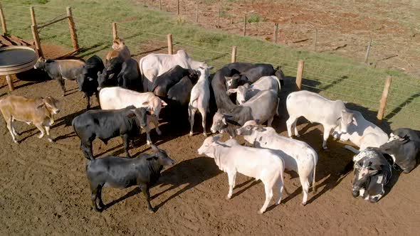 Livestock in confinement, oxen, cows, aerial view in cloudy day alt