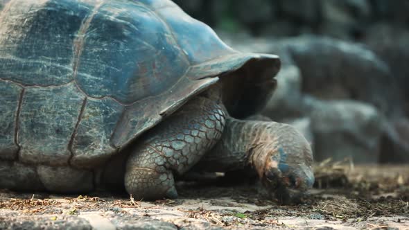 Galapagos Tortoise Feeding On Loose Vegetation. Low Angle, Follow Shot alt