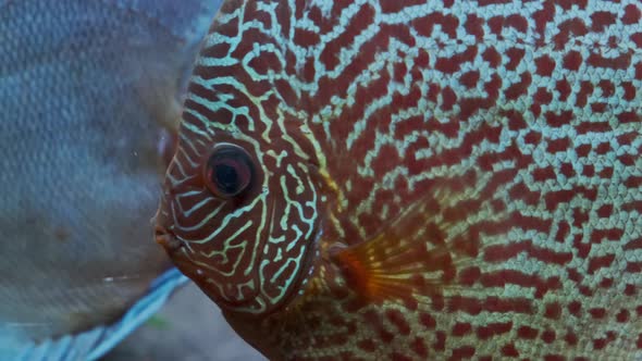 Symphysodon Discus Fish Swiming in Aquarium alt