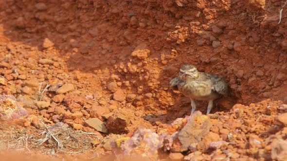 A Malabar Crested Lark chick is sitting in the nest waiting for its parents to come and feed it as i alt