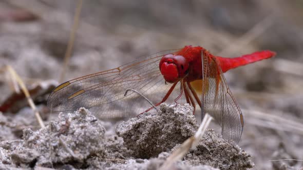 Red Dragonfly Macro. Dragonfly Sitting on the Sand at a Branch of the River. alt