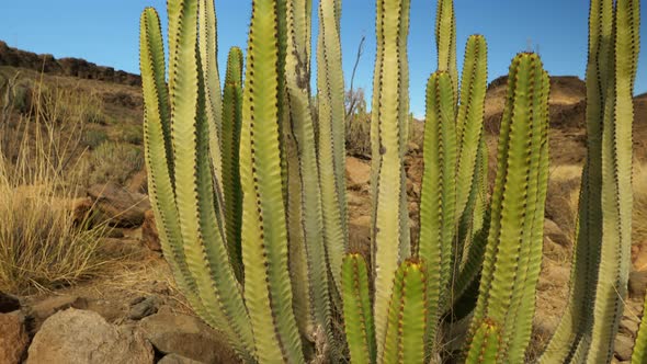 Cactus Then Pans Up to Reveal Valley Scenery alt