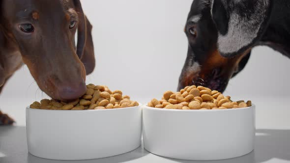 Two Young Dachshund Dogs or Puppies Eat Dry Diet Food White Bowls Close Up Video