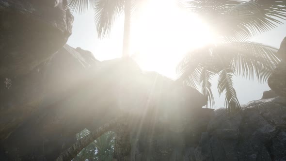 Big Palms in Stone Cave with Rays of Sunlight alt