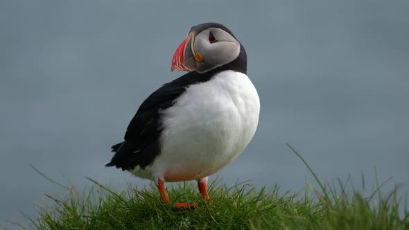 Wild Atlantic Puffin Seabird in the Auk Family in Iceland alt
