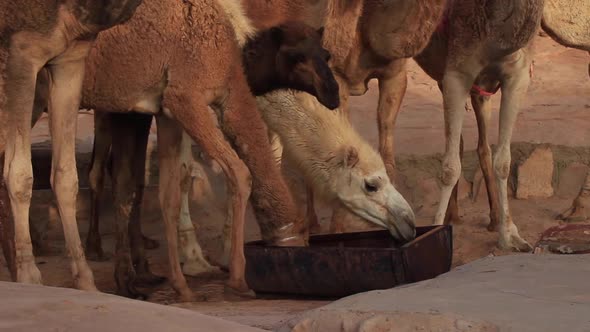Drinking Camels Shake Their Heads Comically