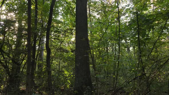 Autumn Forest with Trees By Day alt