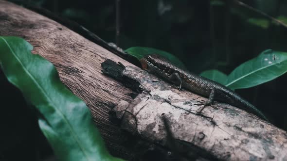 African Lizard Sits on a Log in the Rainforest Zanzibar Trachylepis Striata alt