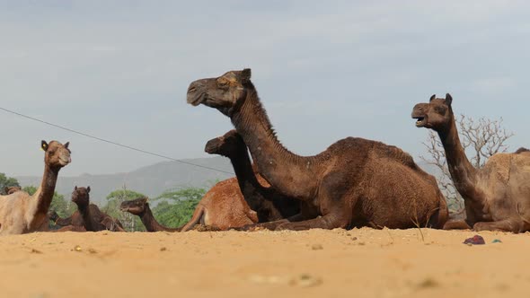 Camels at the Pushkar Fair, Also Called the Pushkar Camel Fair or Locally As Kartik Mela Is an alt