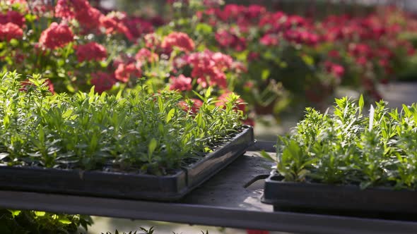 Plant Seedlings in Pots Stand on Rack in Sunny Greenhouse