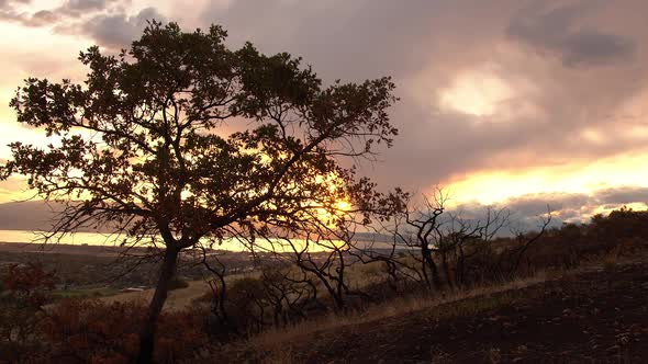Panning view of trees silhouetted against the sky at sunset alt