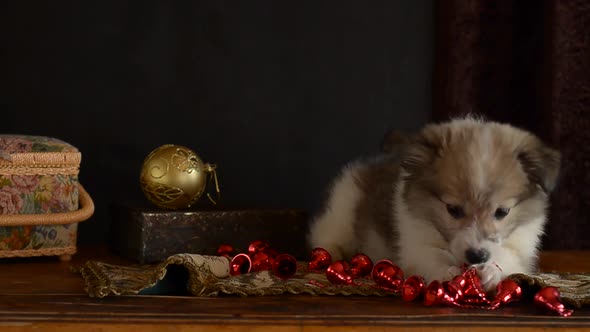Little Puppy Plays with Christmas Decorations Lying on an Antique Dresser