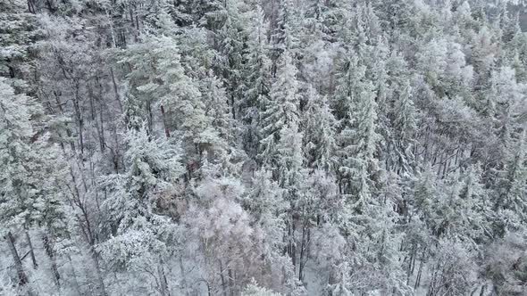 Aerial View of Forest Covered Wirt Snow alt