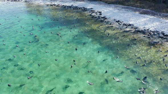 Seal Rest on Beach and Swim in Lake Water Aerial Flight alt