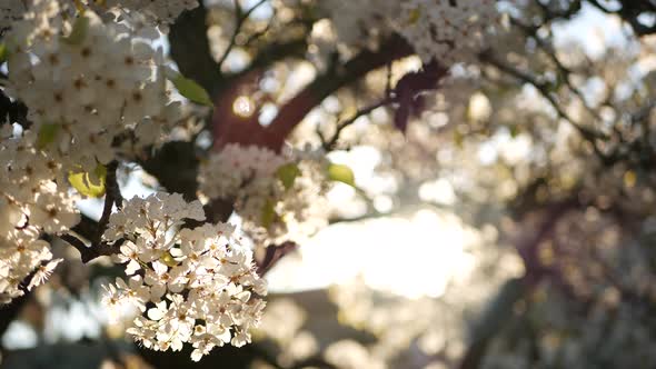 Spring White Blossom of Cherry Tree California USA