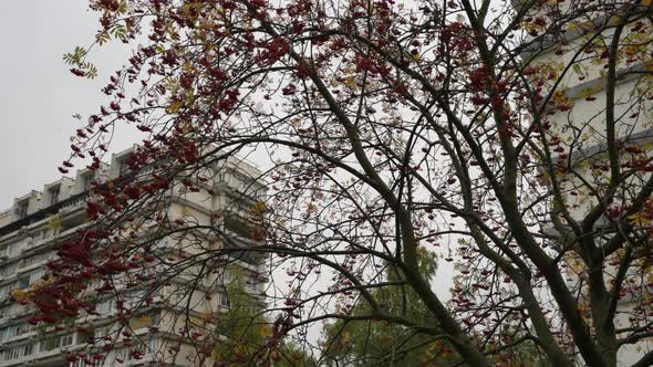 Colored Deciding on the Trees in the Som Early Autumn Autumn Landscape