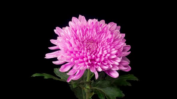 Beautiful Pink Chrysanthemum Flower Opening alt