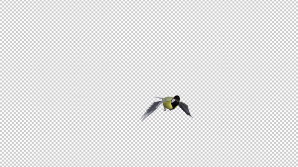 Yellow Tit Bird - Flying Transition 1 - Alpha Channel