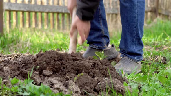 Male Feet in Short Rubber Boots Dig Garden Bed on a Household Plot alt