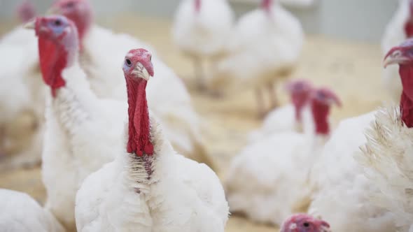 Turkey Looks at Other Turkeys in Confusion Around Room at Poultry Farm