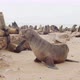 Beautiful wildlife, lots of seals are resting on the beach, walking around, 4k - VideoHive Item for Sale
