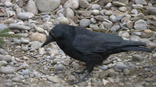 Close up shot of wild Black Crow walking and hunting in pebbly terrain,slow motion alt