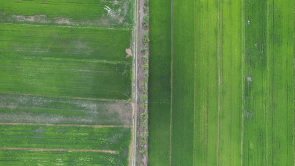 The Paddy Rice Fields of Kedah and Perlis, Malaysia alt