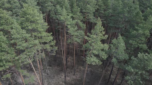 Pine Forest in the Afternoon Aerial View Slow Motion alt