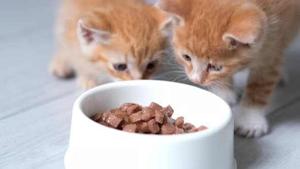 Two Little Red Ginger Striped Kittens Run Up to Bowl with Food and Start Eating Canned Cat Food for alt